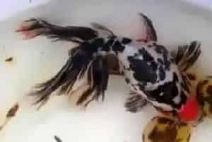 花水泡怎么养(把好饲养管理关)