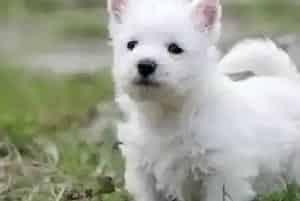 过量的给西高地犬补充微量元素会导致的三大后果(西高地)