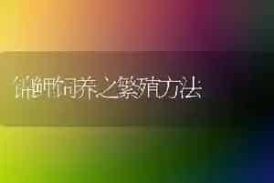 锦鲤饲养之繁殖方法