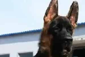 喂养德国牧羊犬时要小心哪些食物(德国牧羊犬)