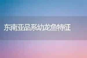 东南亚品系幼龙鱼特征