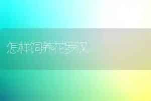怎样饲养花罗汉