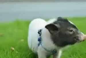 如何养小香猪(想要养好小香猪的六个方面)