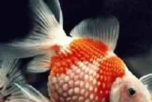凤尾花珍珠怎么养(养殖密度须密稀结合)