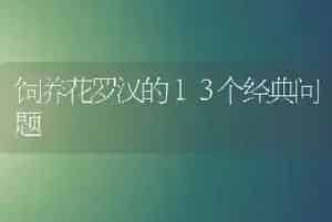 饲养花罗汉的１３个经典问题