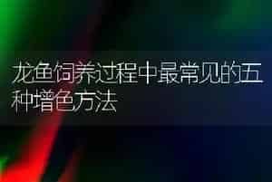 龙鱼饲养过程中最常见的五种增色方法