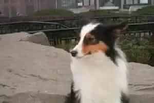 喜乐蒂犬喜欢乱拣食物怎么制止(喜乐蒂)