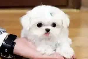 对马尔济斯犬健康有益的食物有哪些(马尔济斯)