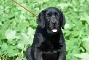 拉布拉多犬感冒应该给它吃点什么感冒药比较好呢(拉布拉多)
