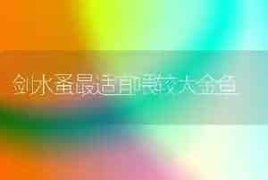 剑水蚤最适宜喂较大金鱼