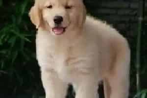季节变换时怎样给金毛犬选择合适的食物(金毛)