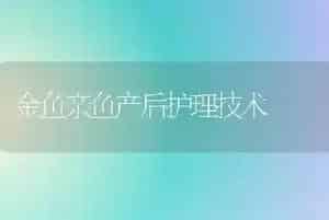 金鱼亲鱼产后护理技术