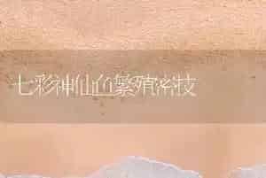 七彩神仙鱼繁殖密技