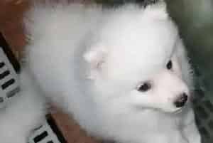 银狐犬又拉又吐吃药也不好怎么办(银狐犬)