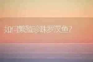 如何繁殖珍珠罗汉鱼?