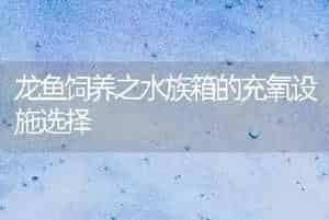 龙鱼饲养之水族箱的充氧设施选择