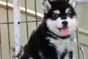 十种阿拉斯加犬幼犬不可缺少的食物介绍(阿拉斯加犬)