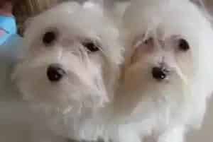 哪些食物马尔济斯犬不能吃(马尔济斯)