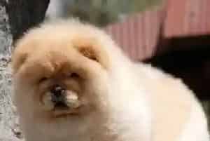 我家松狮犬经常倒吸气应该吃什么药(松狮犬)