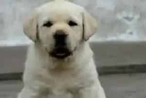 拉布拉多犬有点轻微感冒吃什么药(拉布拉多)