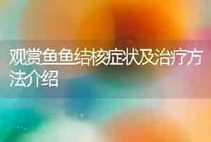 观赏鱼鱼结核症状及治疗方法介绍