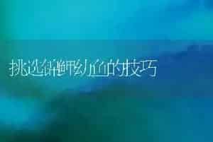 挑选锦鲤幼鱼的技巧
