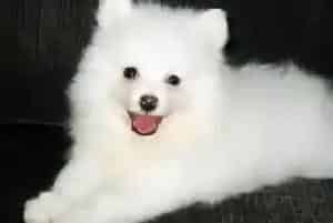 银狐犬食物中毒的一些原因和诊断要点(银狐犬)