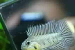 如何饲养短鲷(要维持水质的稳定)
