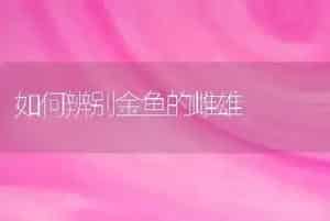 如何辨别金鱼的雌雄