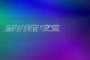 金鱼繁殖之亲鱼的选择技术