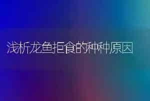 浅析龙鱼拒食的种种原因
