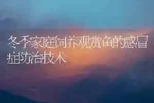 冬季家庭饲养观赏鱼的感冒症防治技术