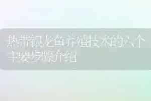 热带银龙鱼养殖技术的六个主要步骤介绍