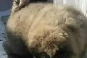 训练高加索犬时的食物刺激的相关知识(高加索犬)