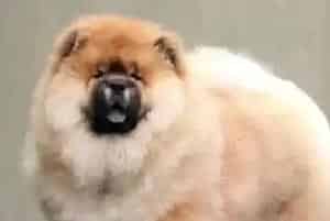 松狮犬严重感冒吃什么药疗效好(松狮犬)
