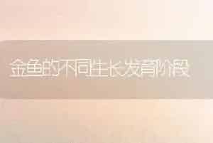 金鱼的不同生长发育阶段