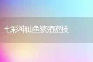 七彩神仙鱼繁殖密技