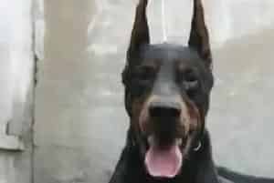 饮食种类多 杜宾犬的哪些食物不能放心食用(杜宾犬)
