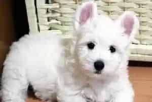 西高地犬怎么养 四季应如何照顾西高地犬(西高地)