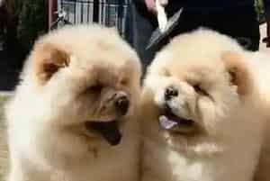 松狮犬细小康复后拉肚子应吃什么药物(松狮犬)