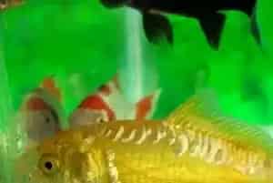 黄金锦鲤怎么养(一般2-3天兑水一次)