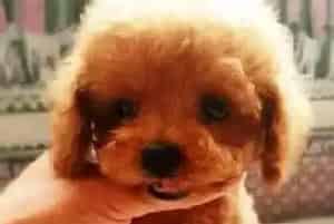 泰迪犬患上肺炎了应该给它吃点什么药(泰迪犬)