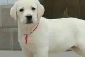 怎样训练拉布拉多犬不食陌生人的食物(拉布拉多)
