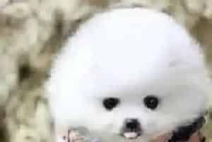 博美犬感冒拉稀呕吐如何是好 吃什么药(博美犬)