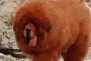 藏獒犬怎么养 禁止喂食藏獒犬的食物有哪些(藏獒)