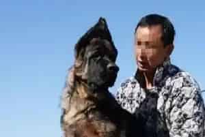 饲养德国牧羊犬要知道狗狗不可以吃哪些食物(德国牧羊犬)