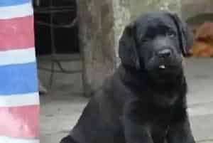 四个月的拉布拉多犬发烧不退应吃什么药(拉布拉多)