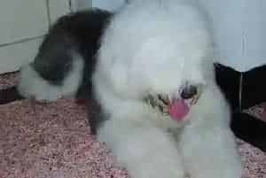 古代牧羊犬洗完澡后一直干呕需要吃什么药(古代牧羊犬)