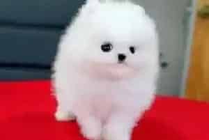 博美犬身上有很多皮屑和跳蚤用什么药物治疗好(博美犬)