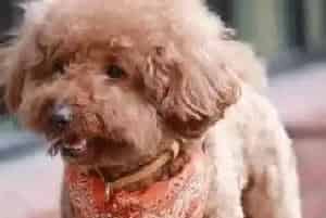 怎样亲手为贵宾犬做食物吃(贵宾犬)